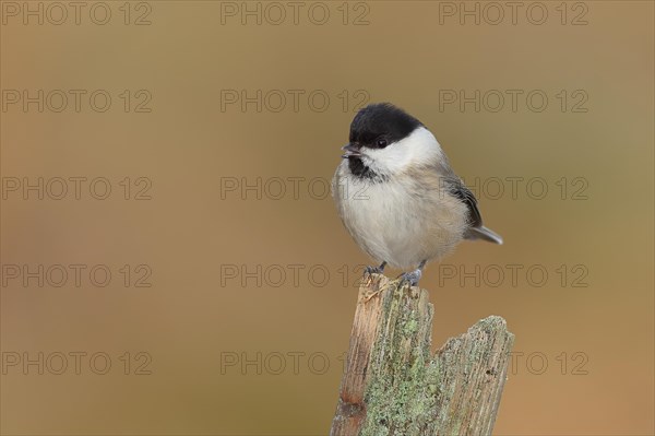 Willow Tit (Parus montanus) sitting on an old tree stump, Wilnsdorf, North Rhine-Westphalia, Germany, Europe