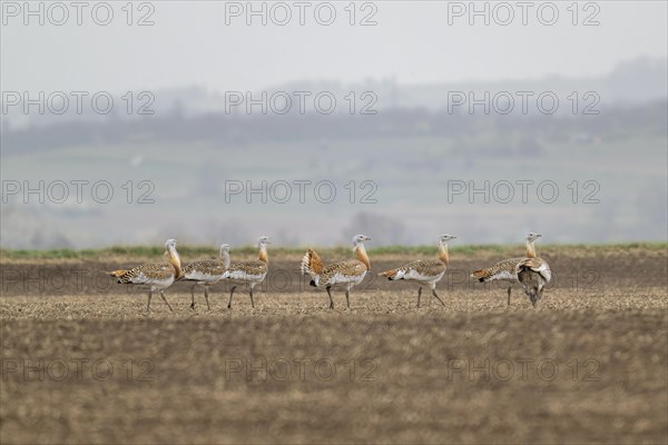 Several great bustards (Otis tarda) in a field, cockerels, Lower Austria, Austria, Europe