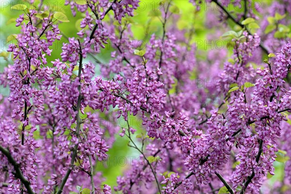 Common Judas tree (Cercis siliquastrum), branches with flowers, North Rhine-Westphalia, Germany, Europe