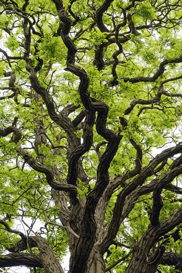 Deciduous tree, gnarled locusts (Robinia), tree crown with freshly emerging leaves, North Rhine-Westphalia, Germany, Europe