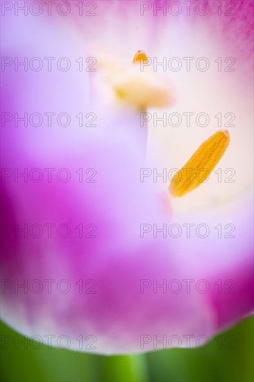 Stamens in a tulip calyx, pink tulip (Tulipa), Stuttgart, Baden-Wuerttemberg, Germany, Europe