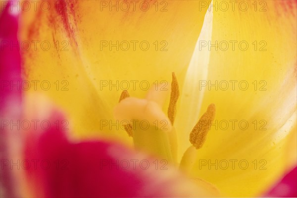 Pistil and stamens in a tulip calyx, yellow-red tulip (Tulipa), Stuttgart, Baden-Wuerttemberg, Germany, Europe