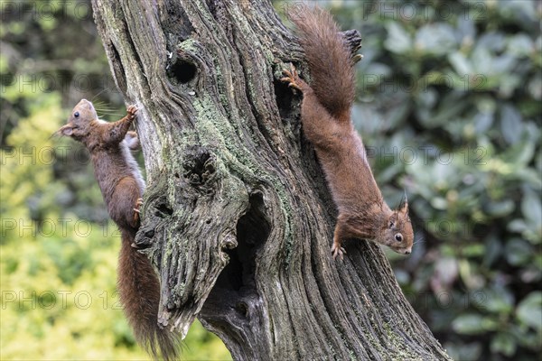 Eurasian red squirrel (Sciurus vulgaris), two animals on a tree trunk, Emsland, Lower Saxony, Germany, Europe