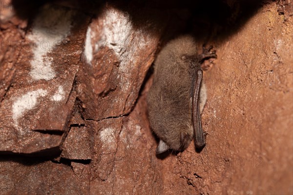 Daubenton's bat (Myotis daubentonii), hibernating in a cave, North Rhine-Westphalia, Germany, Europe