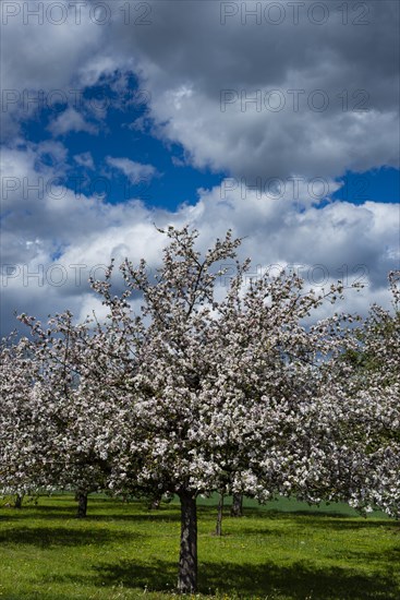 Flowering apple tree (Malus domestica), at Lake Constance, Baden-Wuerttemberg, Germany, Europe