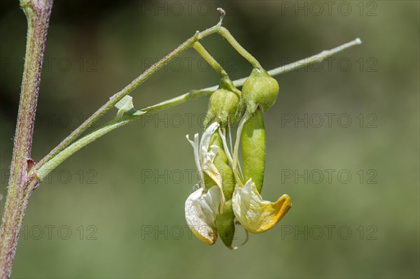 Transition from flower to fruit, yellow bladder bush (Colutea arbrescens), Valais, Switzerland, Europe