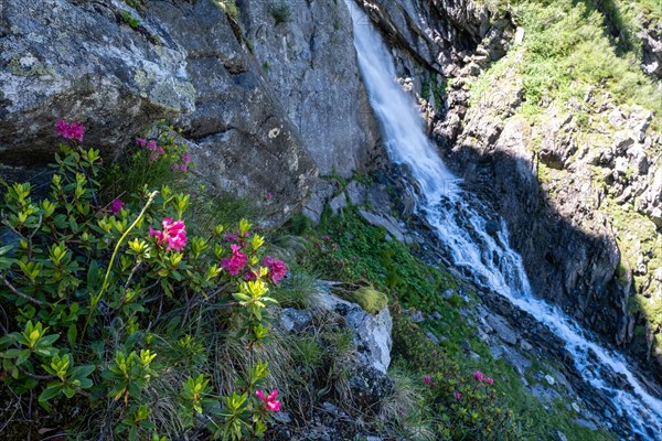 Alpine rose, Rhododendron ferrugineum, waterfall, mountain landscape, Alps, Zillertal, Austria, Europe