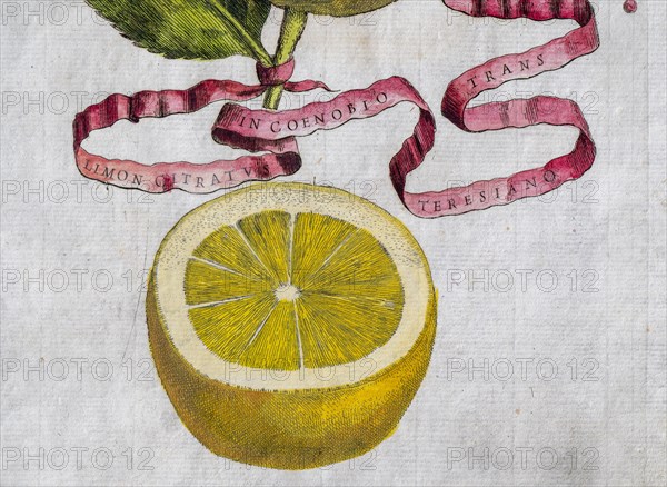 Limon Citratus, citrus fruit, hand-coloured copperplate engraving from Giovanni Baptista Ferrari Hesperides, Sive, de Malorum Aureorum Cultura et Usu Libri Quatuor, 1646, Rome