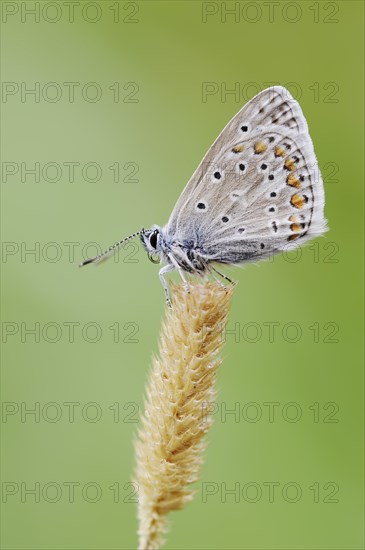 Common blue butterfly (Polyommatus icarus), North Rhine-Westphalia, Germany, Europe