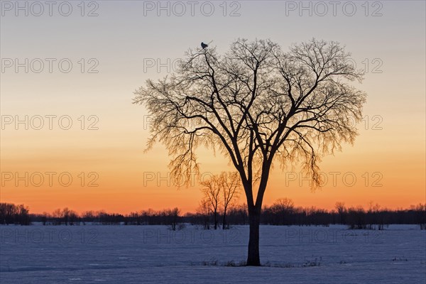 Snowy owl (bubo scandiacus), female perched high on a tree at sunset, province of Quebec, Canada, AI generated, North America