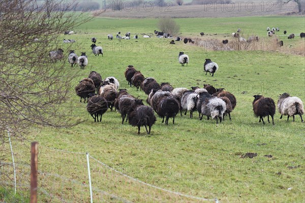 Moorschnucken (Ovis aries) on the pasture, Mecklenburg-Vorpommern, Germany, Europe