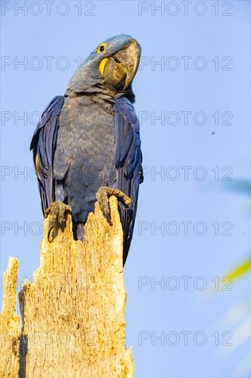 Hyacinth Macaw (Anodorhynchus hyacinthinus) Pantanal Brazil