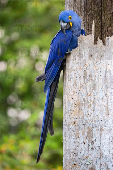 Hyacinth Macaw (Anodorhynchus hyacinthinus) Pantanal Brazil