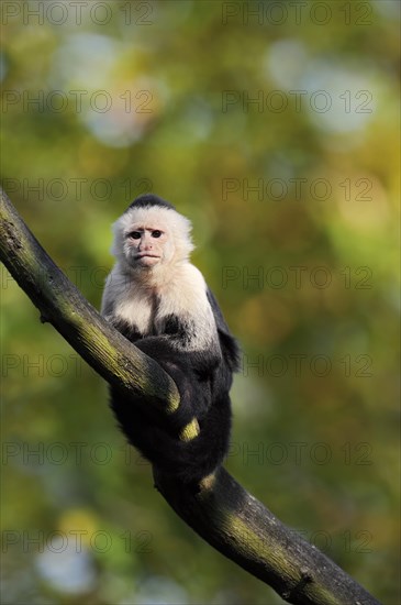 White-shouldered capuchin monkey or white-headed capuchin (Cebus capucinus), captive, occurring in South America