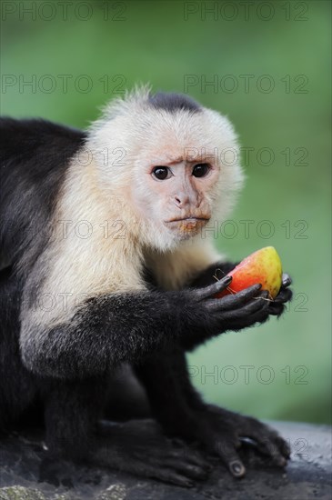 White-shouldered capuchin monkey or white-headed capuchin (Cebus capucinus), feeding, captive, occurring in South America