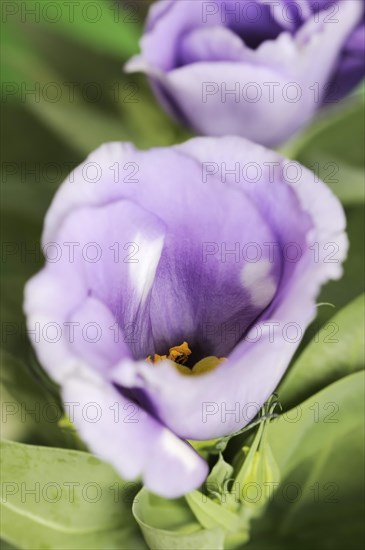 Prairie gentian or Japanese rose (Eustoma grandiflorum), flower, houseplant