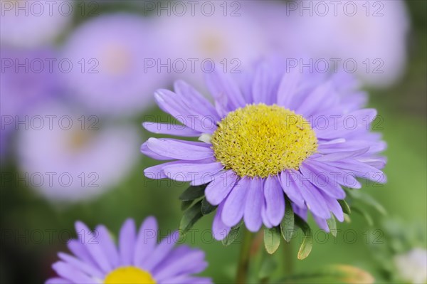 China aster (Callistephus chinensis), flower, ornamental plant, North Rhine-Westphalia, Germany, Europe