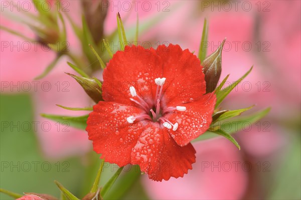 Bearded carnation or garden sweet william (Dianthus barbatus), flower, ornamental plant, North Rhine-Westphalia, Germany, Europe