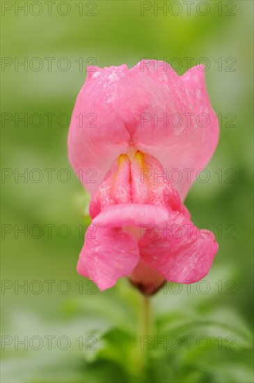 Large snapdragon or garden common snapdragon (Antirrhinum majus), flower, ornamental plant, North Rhine-Westphalia, Germany, Europe