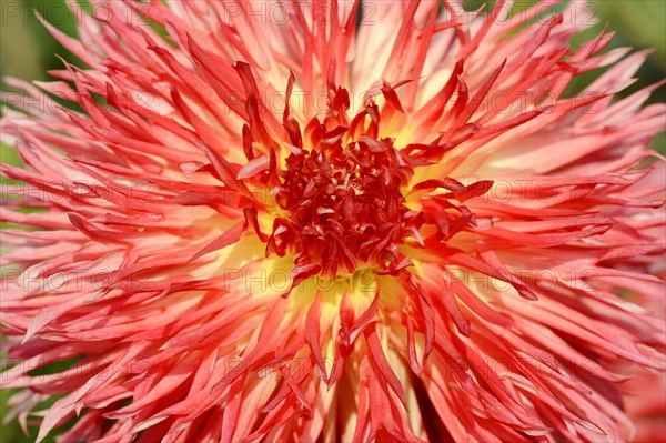 Dahlia 'Karen' (Dahlia Hybride), flower, ornamental plant, North Rhine-Westphalia, Germany, Europe