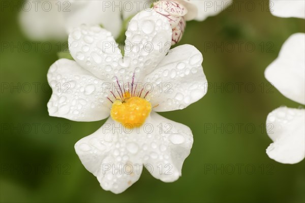 Elf mirror 'Sunsatia Plus' (Nemesia Fruticans-Hybride), flower, ornamental plant, North Rhine-Westphalia, Germany, Europe