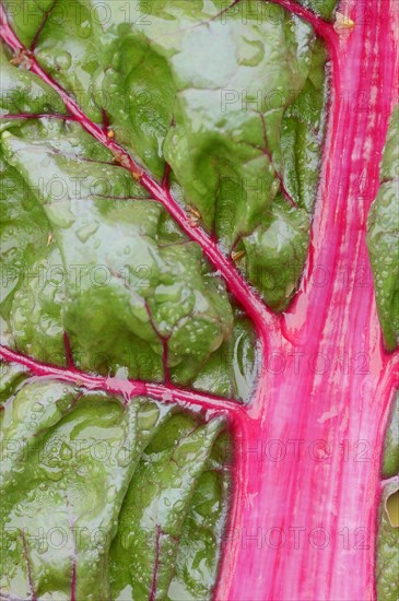 Red chard (Beta vulgaris subsp. vulgaris), detail of leaf, North Rhine-Westphalia, Germany, Europe