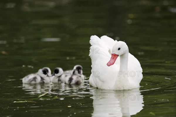 Coscoroba swan (Coscoroba coscoroba) with chicks, captive, occurring in South America