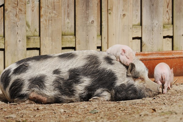 Goettingen minipig (Sus scrofa f. domestica), sow and piglet, North Rhine-Westphalia, Germany, Europe