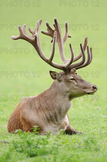 Red deer (Cervus elaphus), male with velvet antlers, North Rhine-Westphalia, Germany, Europe