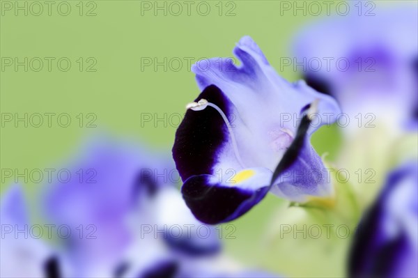 Bluewings (Torenia fournieri), flower, native to Vietnam, ornamental plant, North Rhine-Westphalia, Germany, Europe