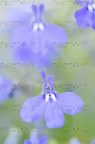 Male lobelia or blue lobelia (Lobelia erinus), flowers, ornamental plant, North Rhine-Westphalia, Germany, Europe