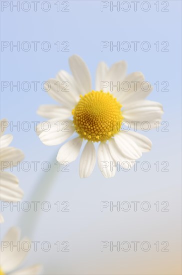 Chamomile (Matricaria recutita, Matricaria chamomilla), flower, medicinal plant, North Rhine-Westphalia, Germany, Europe