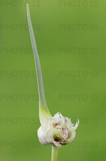 Garlic chives (Allium tuberosum), bulbs, spice plant, medicinal plant, North Rhine-Westphalia, Germany, Europe