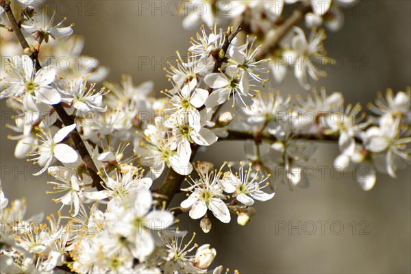 Hawthorn blossom in the valley near Weiden im Hunsrueck, Rhineland-Palatinate, Germany, Europe