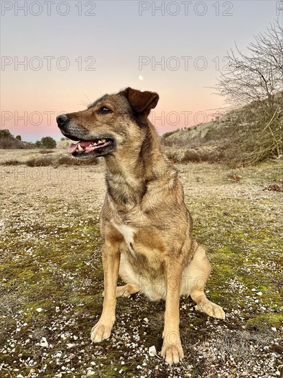 A contented dog sits gracefully against the backdrop of a serene dusk sky, with the early moon peering subtly above