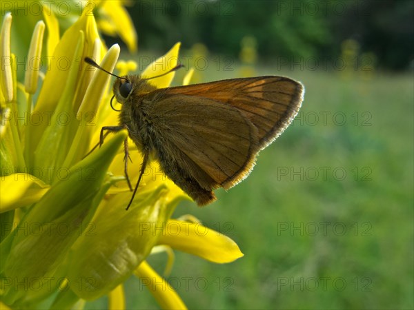 Yellow gentian, Gentiana lutea, butterfly, Ursental, Tuttlingen, Baden-Wuerttemberg, Germany, Europe