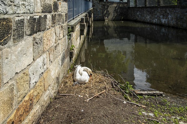 Swans breeding at the edge of a moat in spring, Schoenfeld Castle, Schoenfelder Hochland near Dresden, Saxony, Germany, Europe