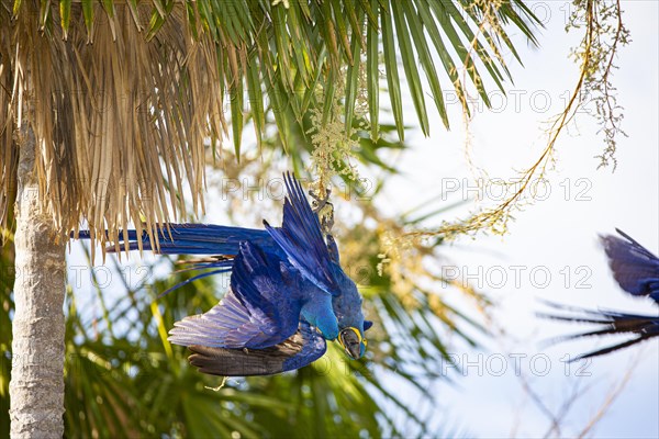 Hyacinth Macaw (Anodorhynchus hyacinthinus) Pantanal Brazil