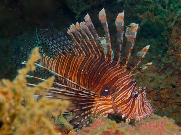 Pacific red lionfish (Pterois volitans), invasive species, dive site Rolex Reef, Destin, Panhandle, Gulf of Mexico, Florida, USA, North America