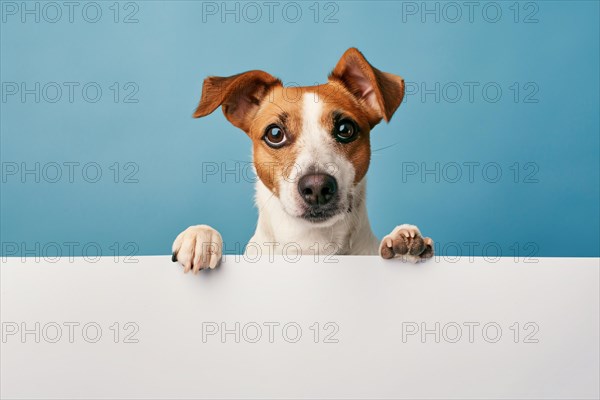 Errier dog with large empty white sign in front of blue studio background. KI generiert, generiert, AI generated