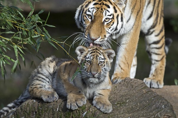 A tiger young being cared for by its mother on a tree trunk, Siberian tiger, Amur tiger, (Phantera tigris altaica), cubs