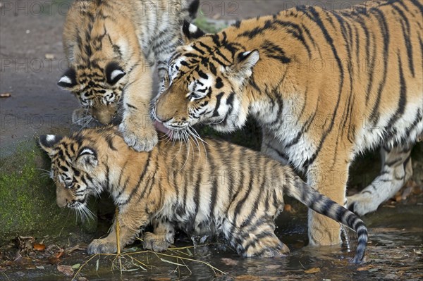 A tigress with her cubs drinking at the waterhole in the sunlight, Siberian tiger, Amur tiger, (Phantera tigris altaica), cubs