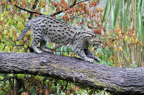 A fishing cat (Prionailurus viverrinus)