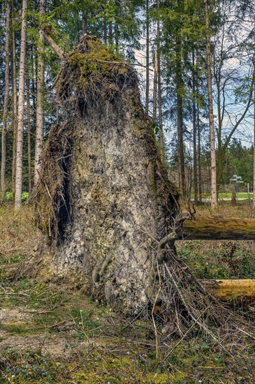 Trees uprooted by storm damage, Kemptner Wald, Allgaeu, Swabia, Bavaria, Germany, Europe