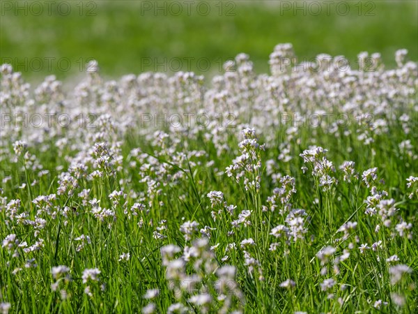 Cuckoo flower (Cardamine pratensis), Leoben, Styria, Austria, Europe