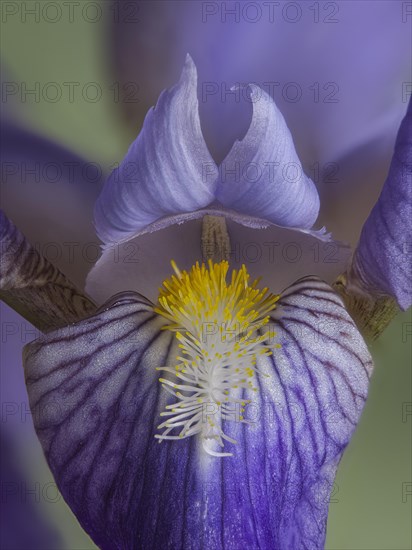 Flower of an iris, studio photo, macro photo, Germany, Europe