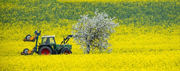 Tractor on a rape field, field with rape (Brassica napus) and a blossoming apple tree, Cremlingen, Lower Saxony, Germany, Europe