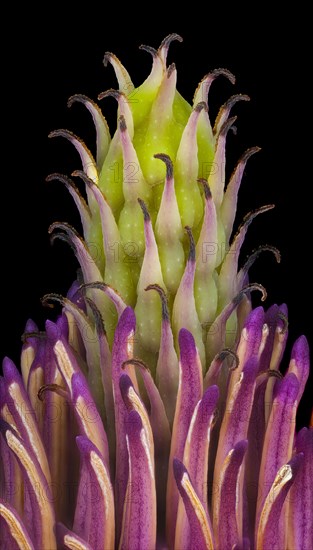 Pistil and hub in the flower of a magnolias (Magnolia), saucer magnolia (Magnolia x soulangeana), studio photo, macro photo, Germany, Europe