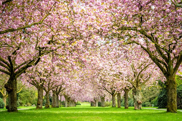 Cherry tree avenue with cherry blossoms in the main cemetery Altona, Hamburg, Germany, Europe