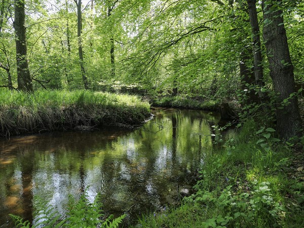 Stream and floodplain of the Dalke with alder forest in spring, Guetersloh, North Rhine-Westphalia, Germany, Europe